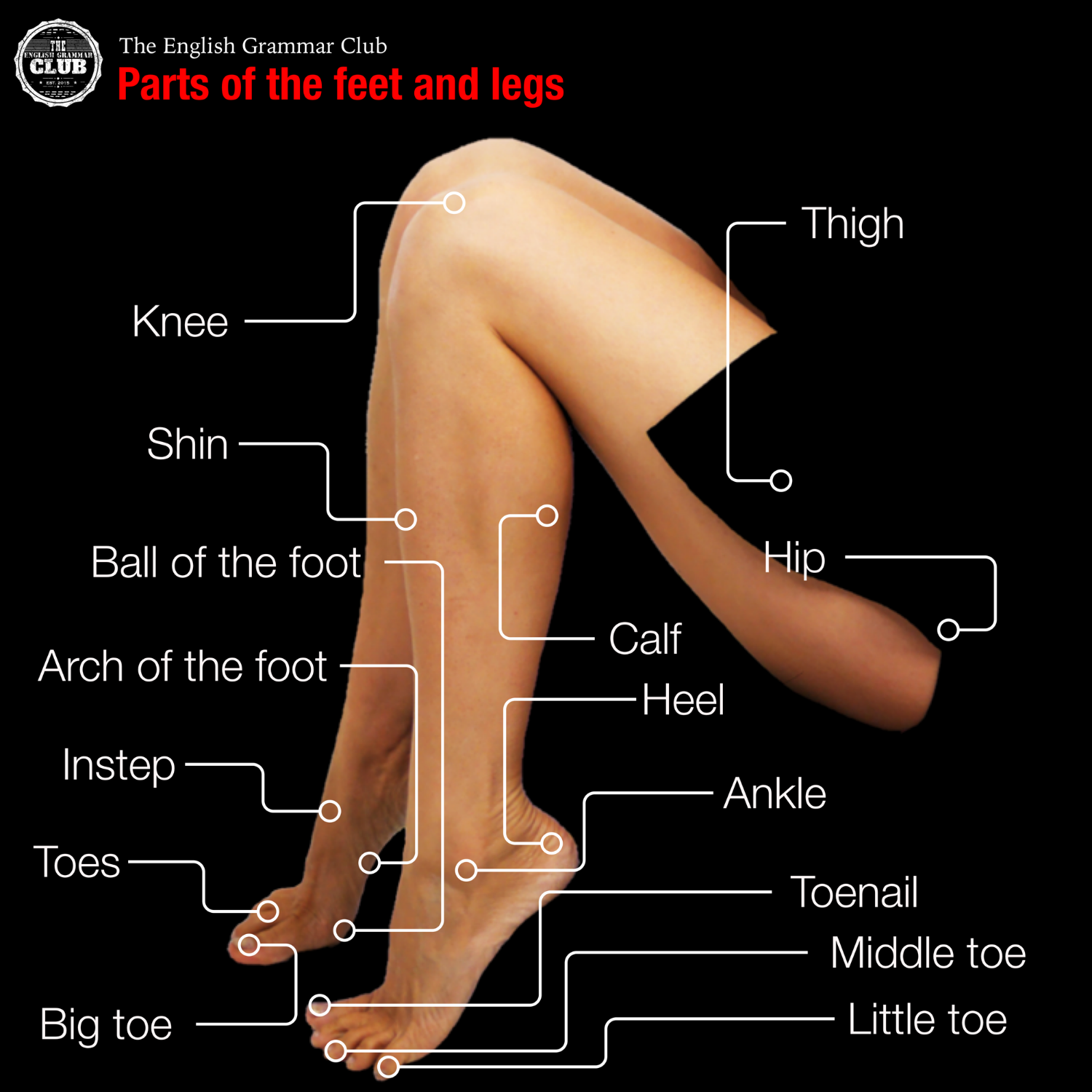 Parts Of The Foot 86