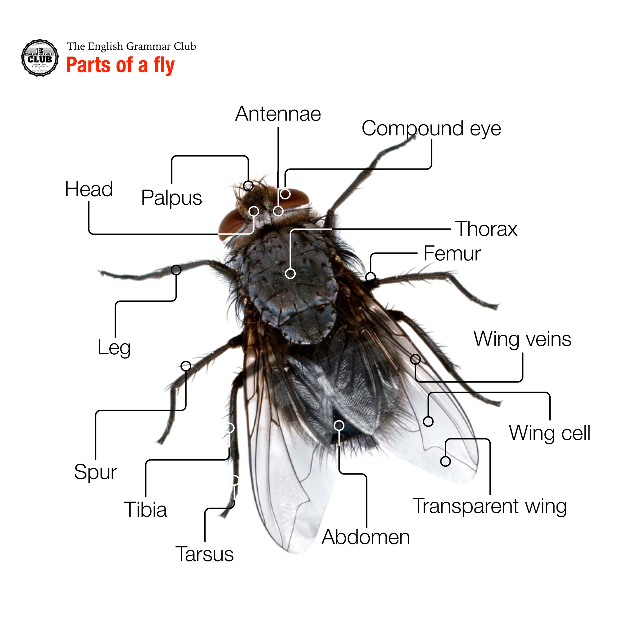 parts-of-a-fly-grammar-tips