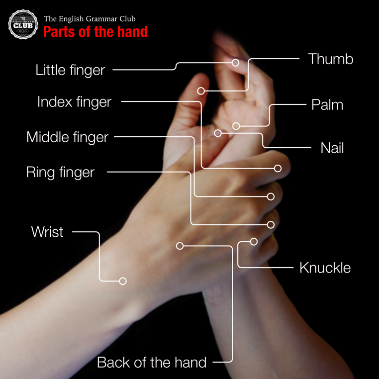 Parts of the hand in English