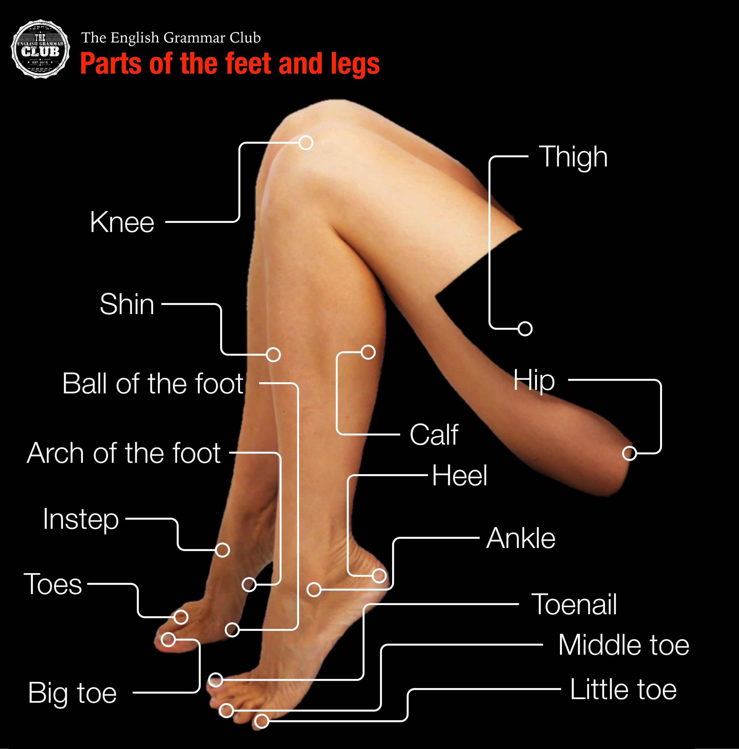 program Nerve ugyldig Parts of the feet and legs - Grammar Tips